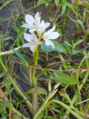 Pontederia vaginalis