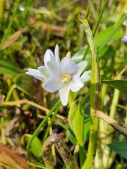 Pontederia vaginalis