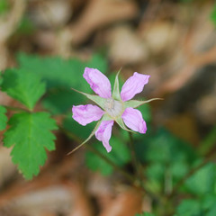 Rubus pungens oldhamii