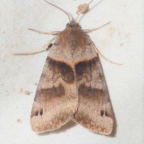 Clover Looper Moth