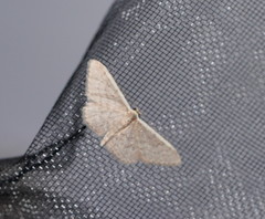 Idaea inversata