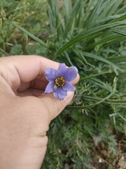 Pulsatilla ambigua