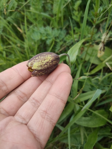 Fritillaria dagana, photograph 1
