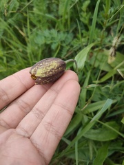 Fritillaria dagana