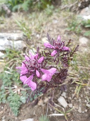 Pedicularis amoena