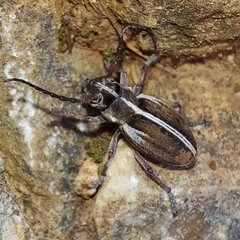 Dorcadion arenarium