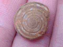 Metafruticicola sublecta