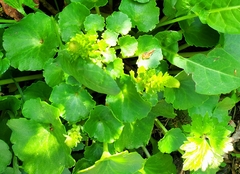 Chrysosplenium oppositifolium