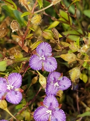 Murdannia striatipetala