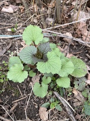 Alliaria petiolata