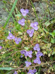 Murdannia striatipetala