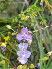Murdannia striatipetala