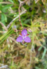 Murdannia striatipetala