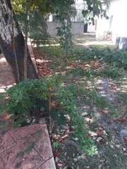 Angiospermae