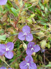 Murdannia striatipetala