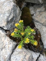 Rhodiola quadrifida