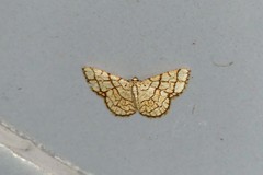 Heterostegane warreni