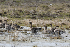 Anser serrirostris rossicus