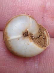 Metafruticicola sublecta