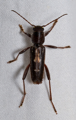 Xylotrechus sagittatus