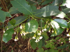 Chiococca pachyphylla
