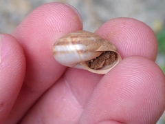 Metafruticicola sublecta