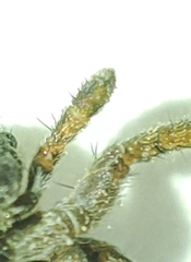 Pardosa