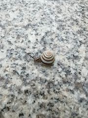 Plectotropis brevibarbis