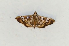 Chabula telphusalis