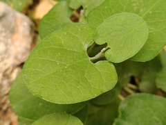 Aristolochia cretica