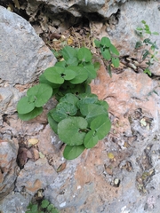 Aristolochia cretica