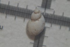 Succinella oblonga
