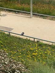 Columba livia domestica