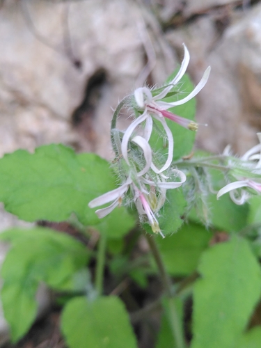 Symphytum creticum (Symphytum creticum)