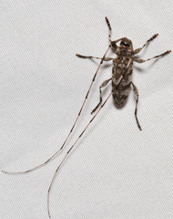 Acanthocinus obsoletus