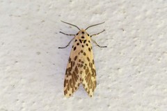 Juxtarctia multiguttata