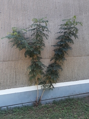 Tracheophyta