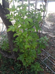 Angiospermae