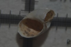 Succinella oblonga