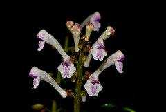 Scutellaria taiwanensis