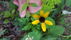 Rudbeckia