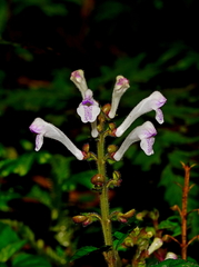 Scutellaria taiwanensis
