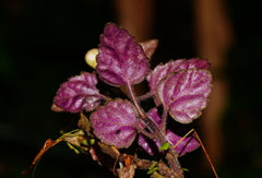 Scutellaria taiwanensis