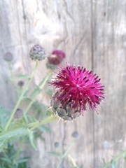 Centaurea redempta