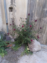 Centaurea redempta