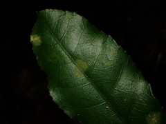 Cephaleuros lagerheimii