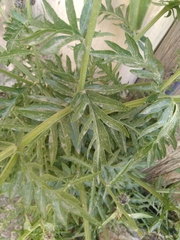 Centaurea redempta