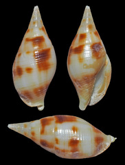 Nebularia coarctata