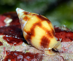 Nebularia coarctata