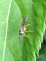 Ichneumonoidea